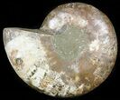 Agatized Ammonite Fossil (Half) #45521-1